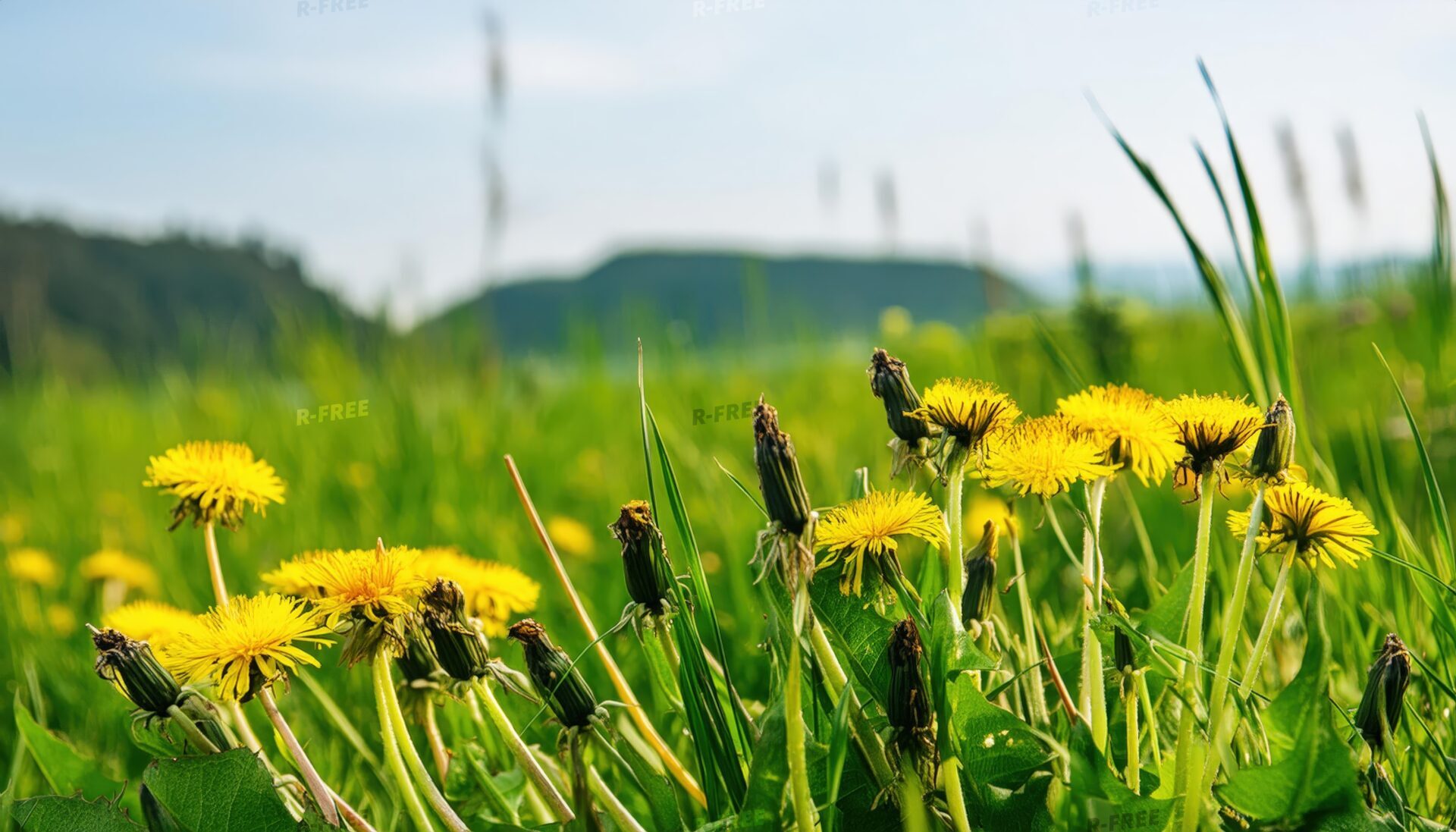 山を背景にした草原のたんぽぽ
