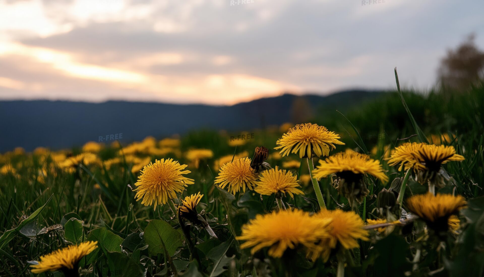 夕暮れ時の山を背景にしたタンポポの花