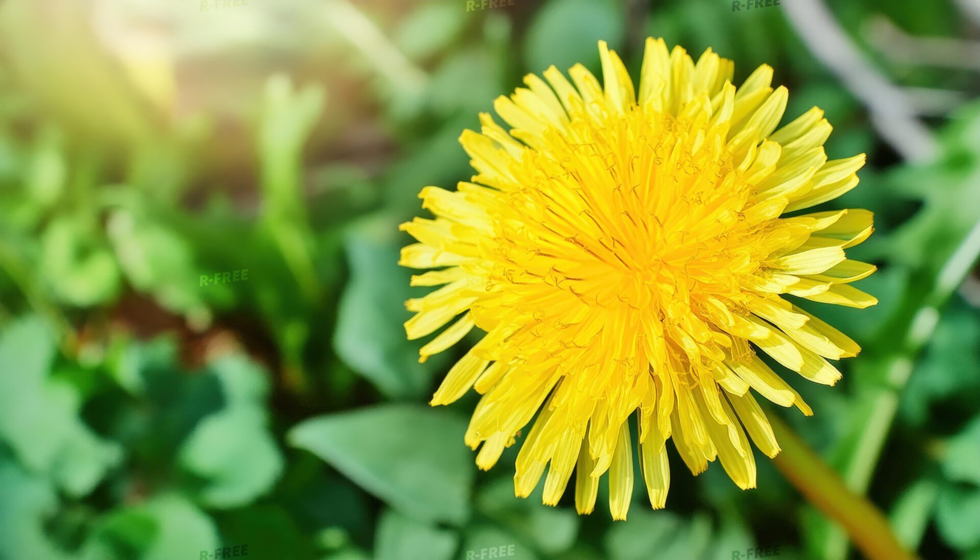 咲き誇るたんぽぽの花