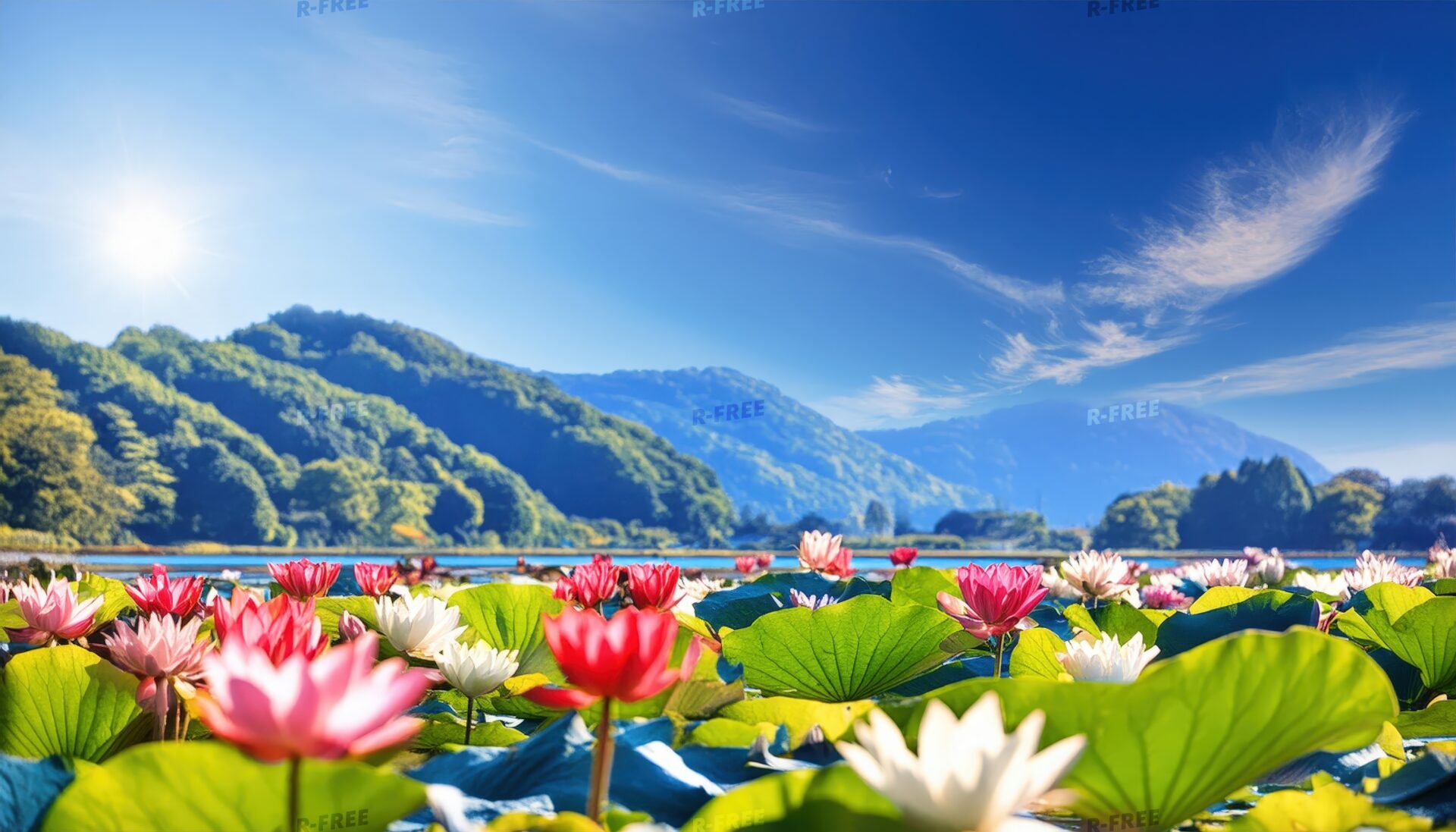 蓮の花と青空