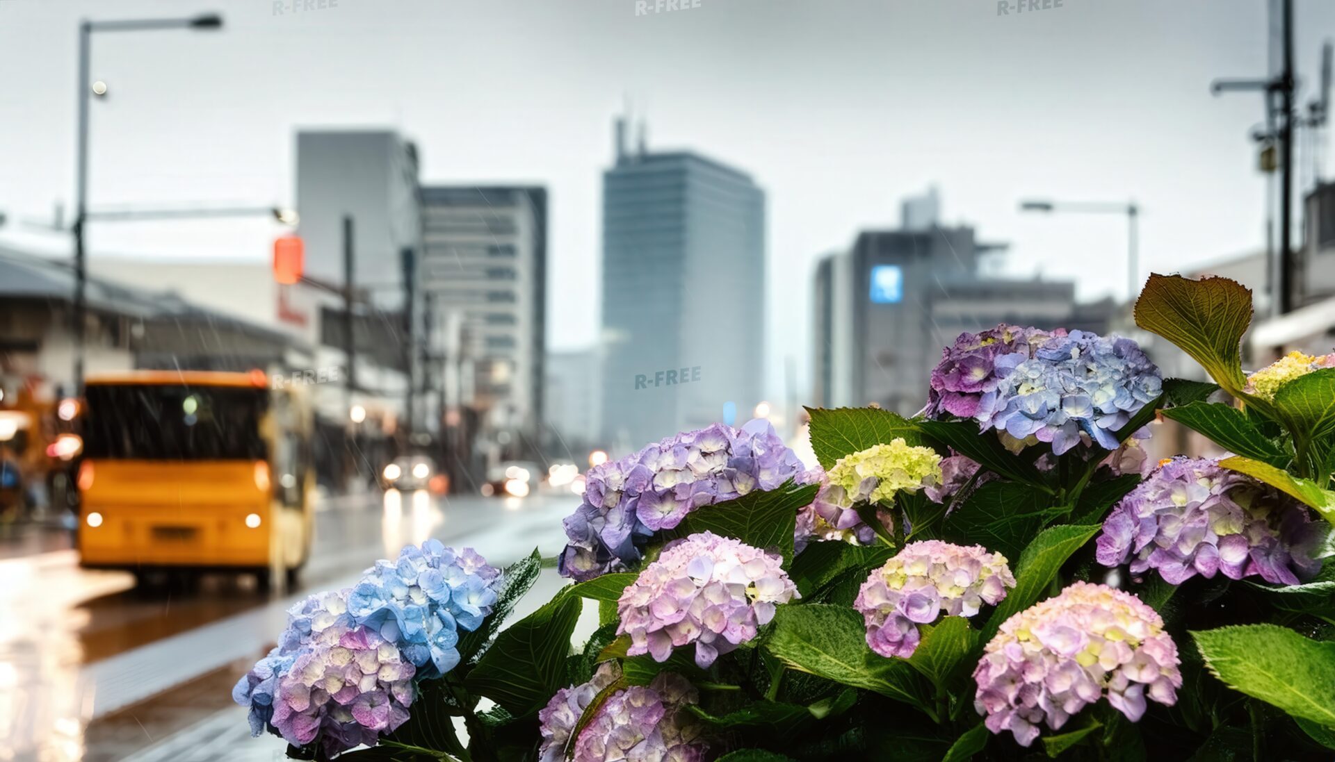 雨の都市と紫陽花を走る黄色いバスの街路風景