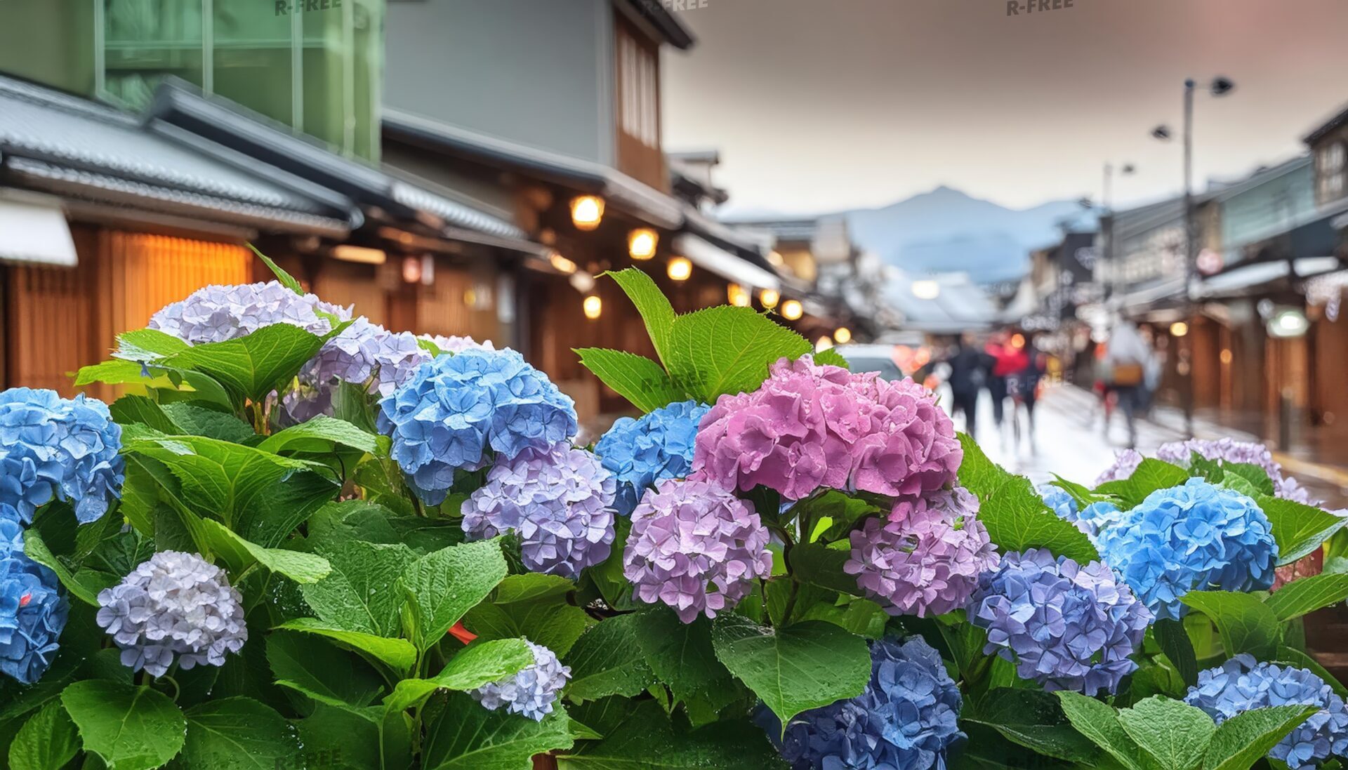 夜の街と紫陽花、木造建物と山を望む濡れた通り