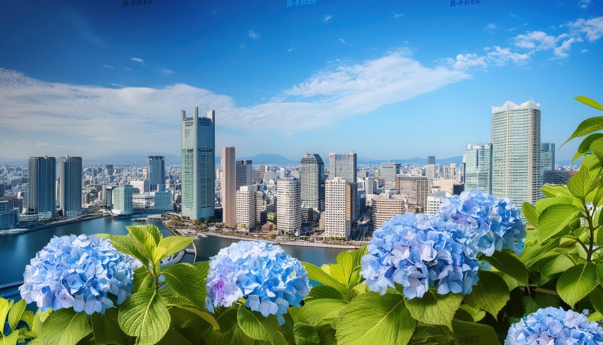 リバーサイド都市と紫陽花