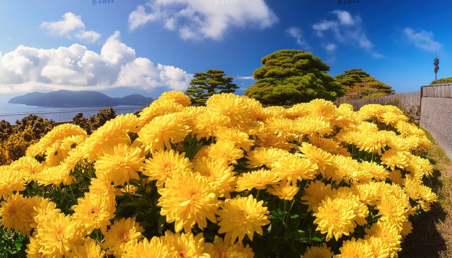 海辺の菊と松
