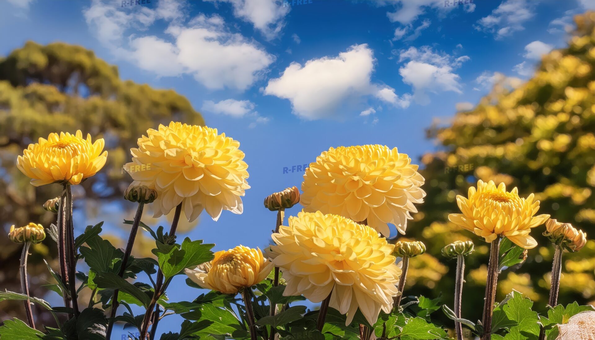菊と秋の空