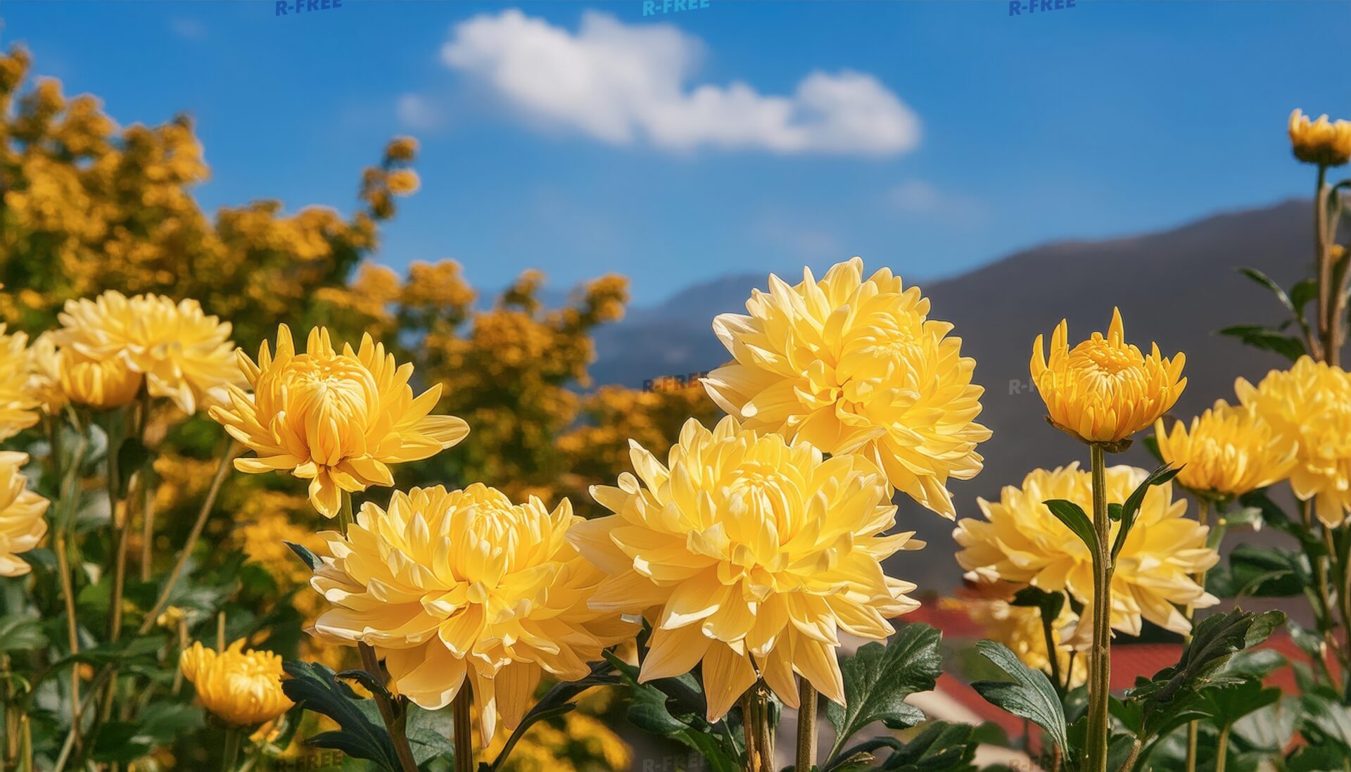 菊の花と遠くの山