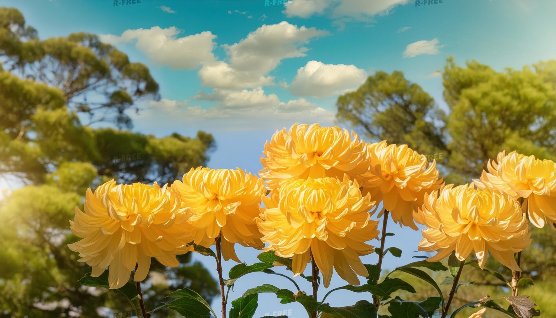 菊の花と爽やかな空