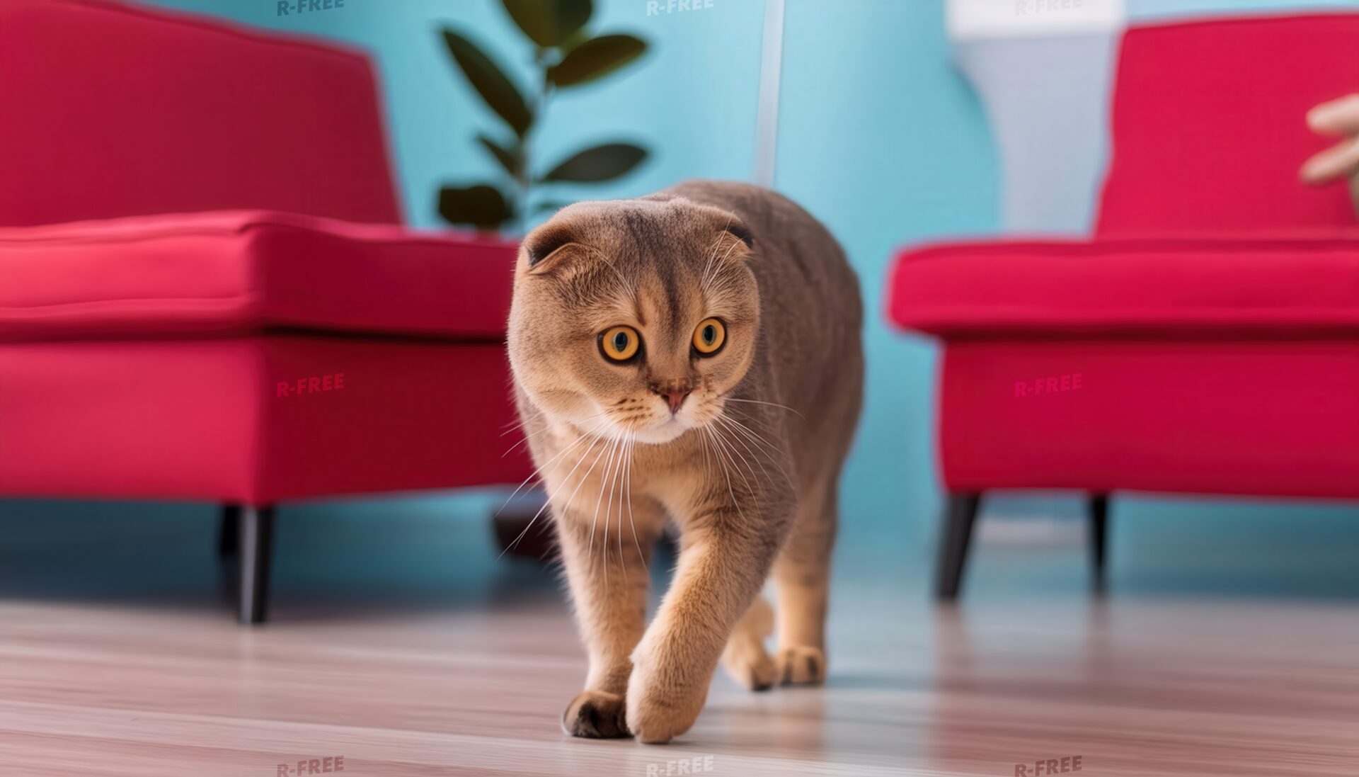 赤いソファと歩く猫