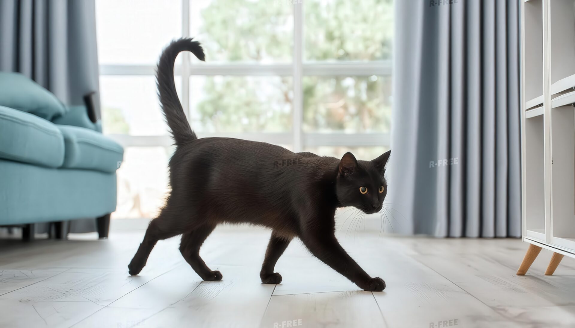 窓辺を歩く黒猫
