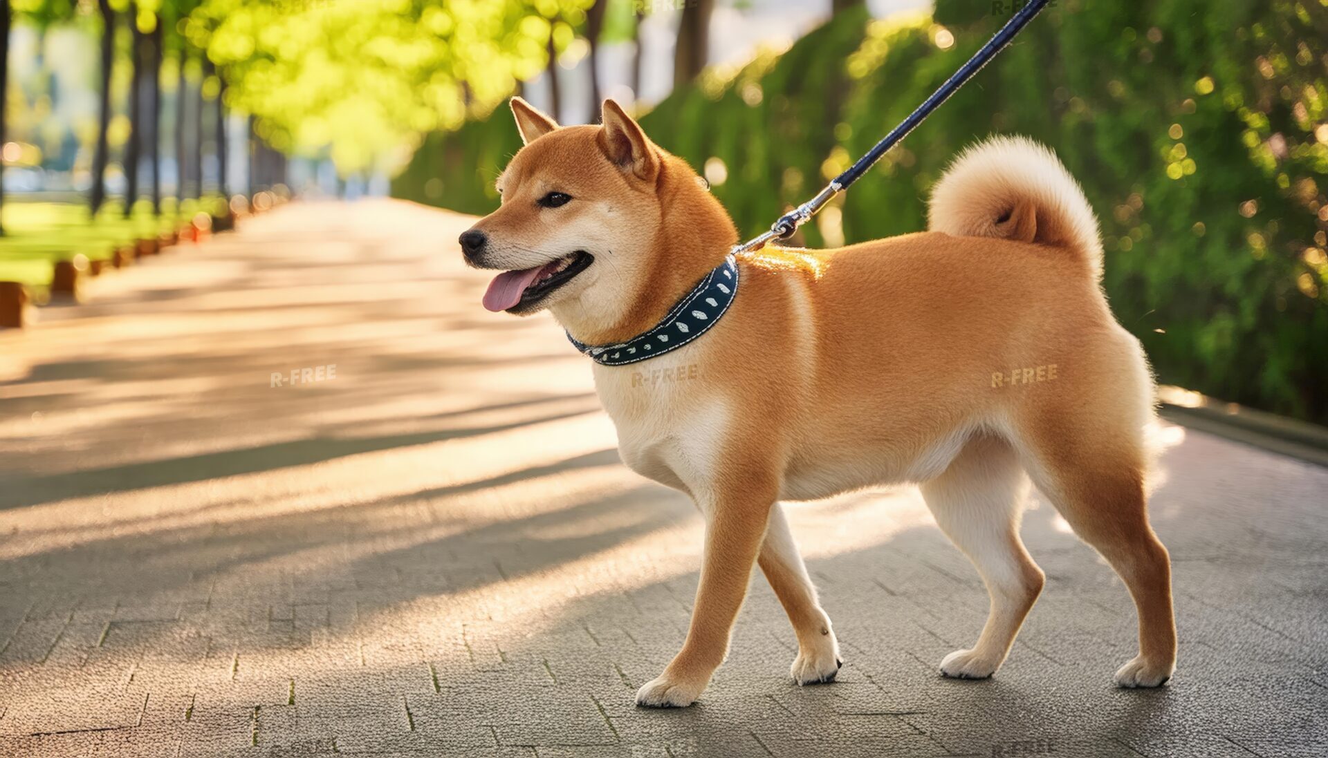 青い首輪の柴犬