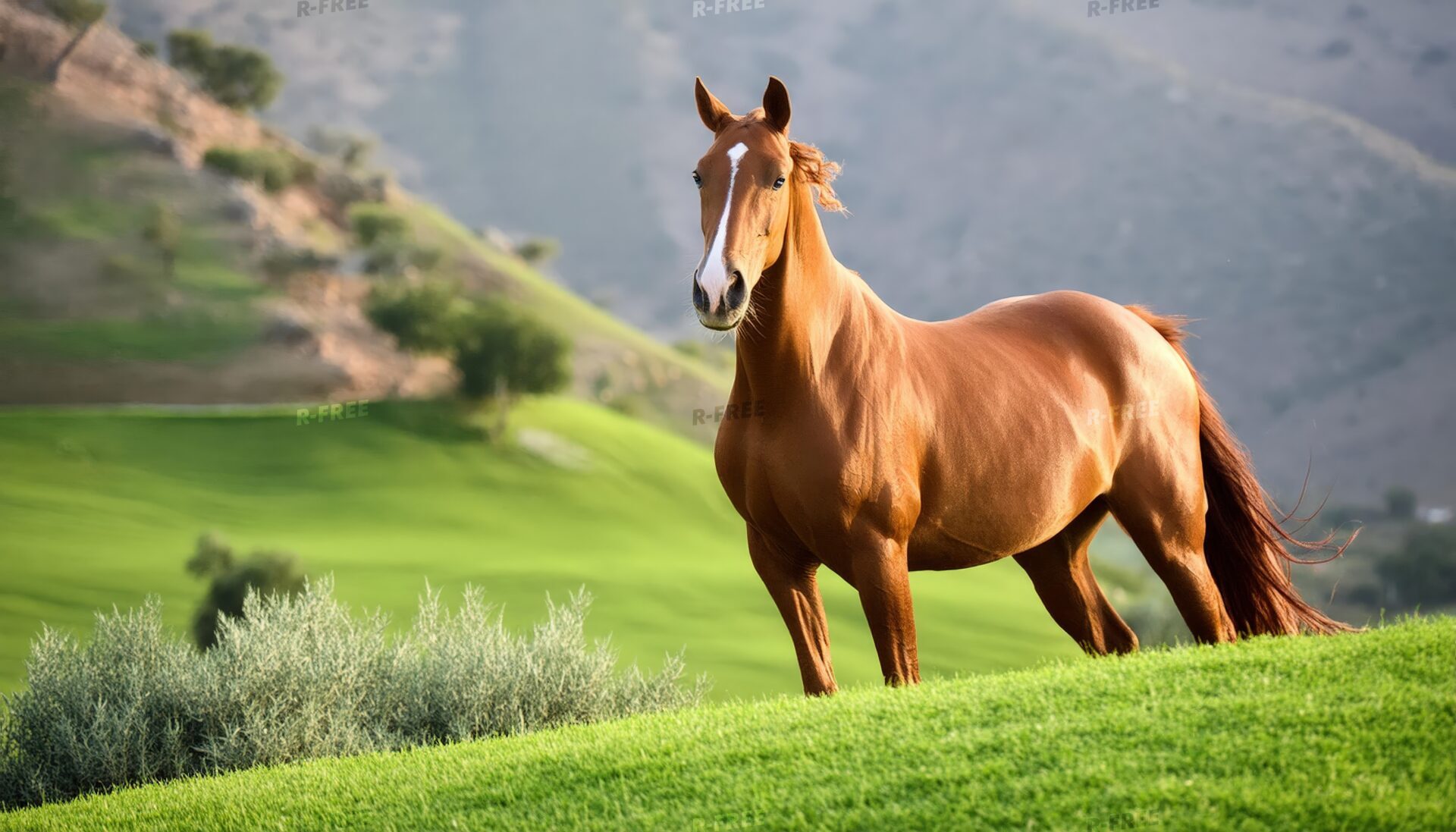 緑の丘の馬