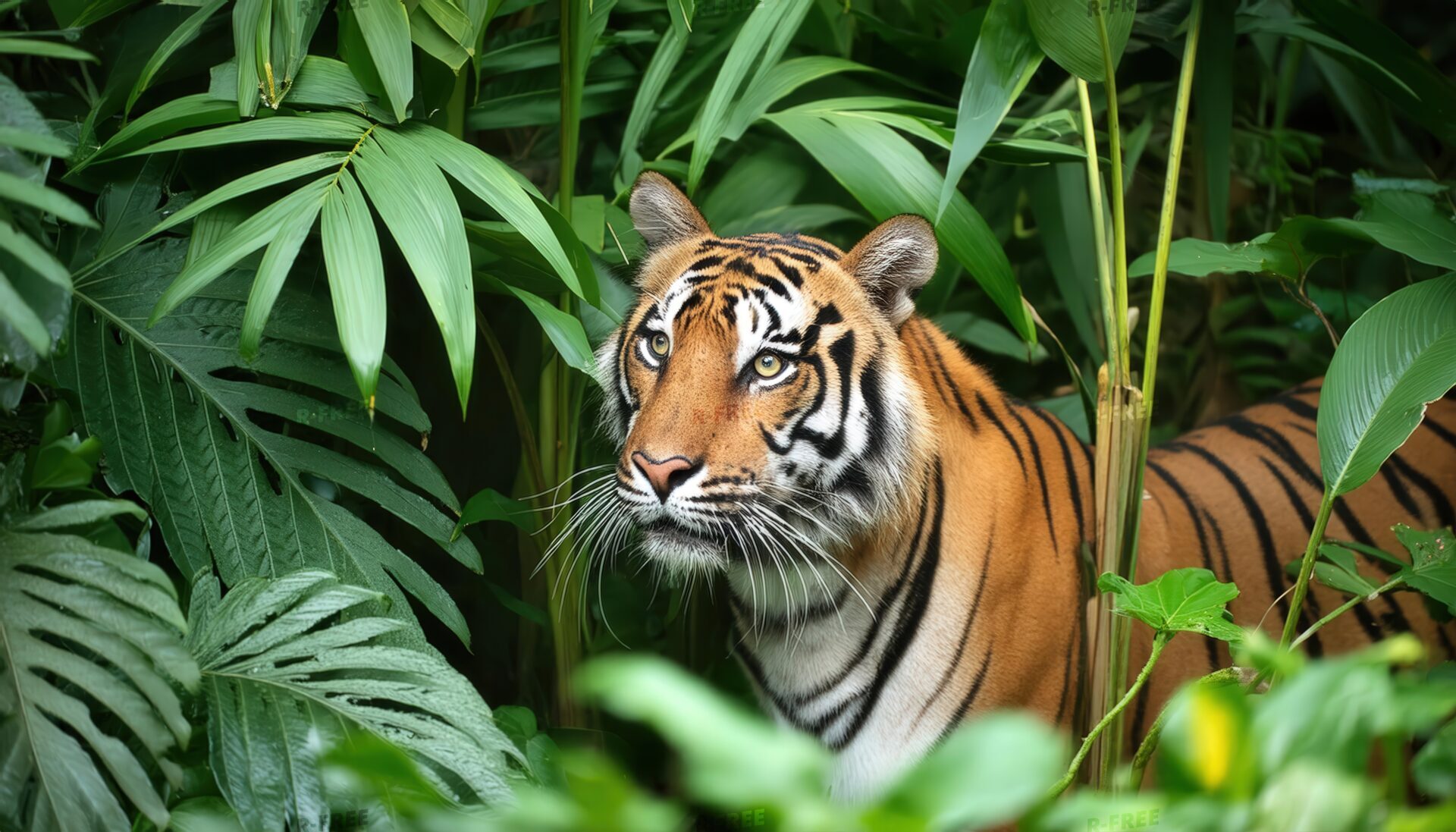 熱帯植物の中に潜むトラ