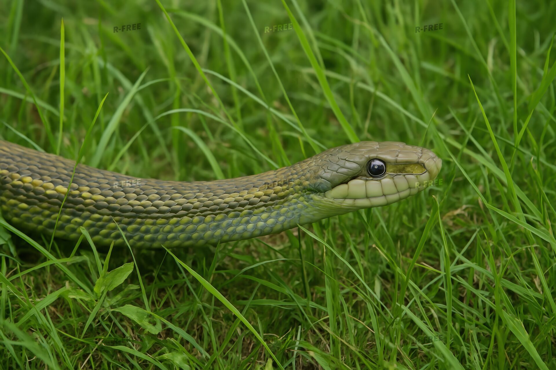 緑の草に現れたヘビ