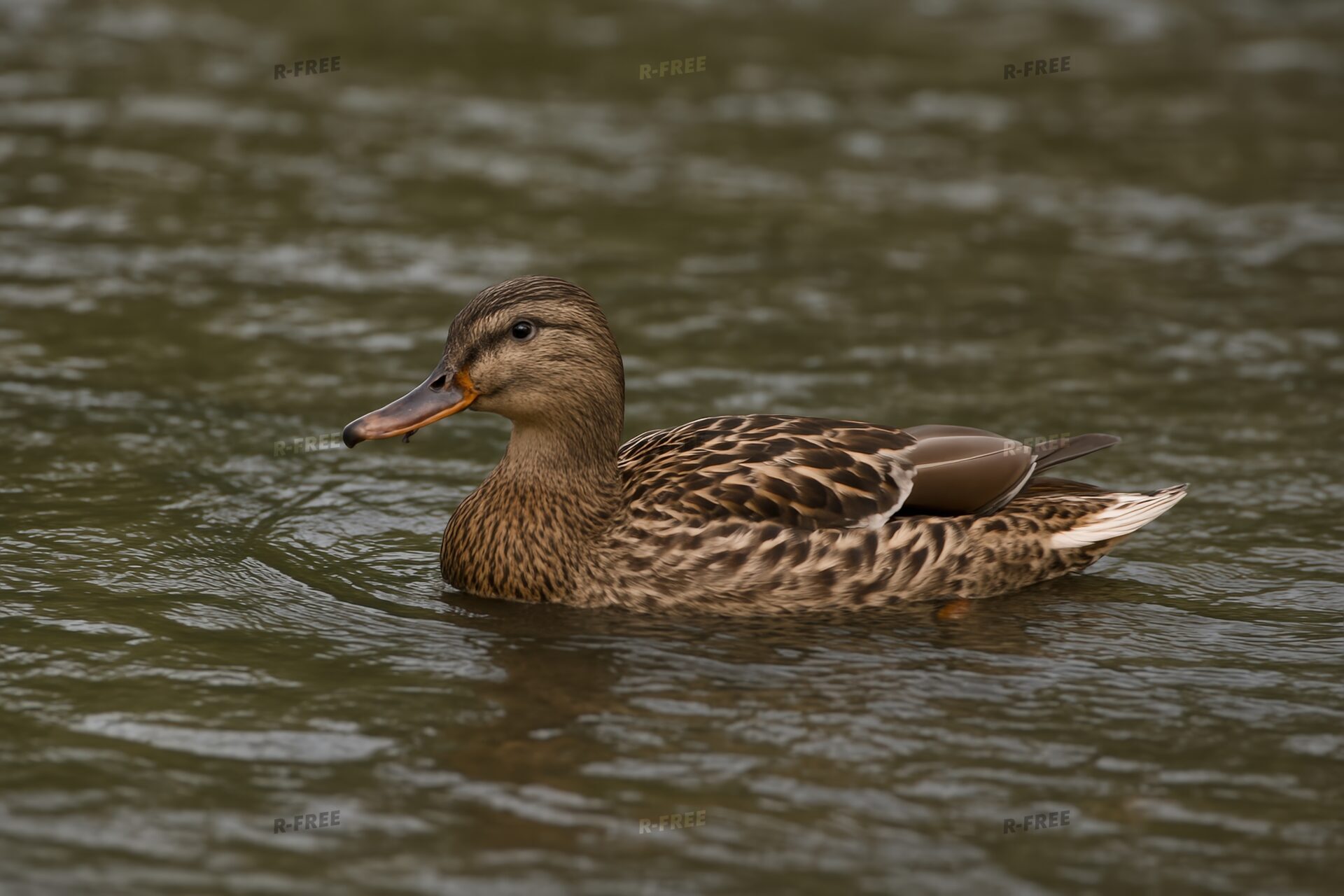 穏やかな川のマガモのメス