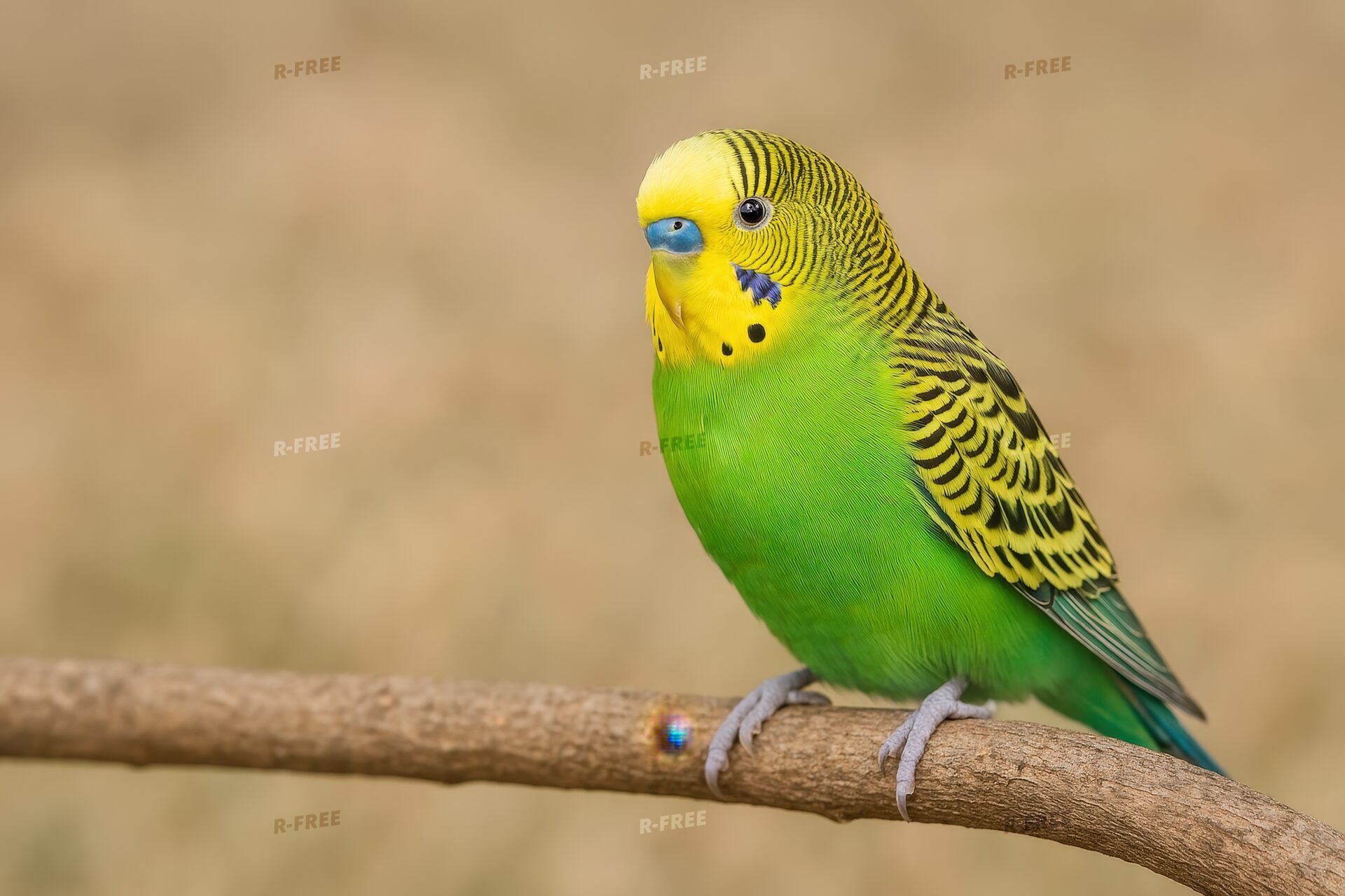 緑の羽が美しいセキセイインコ