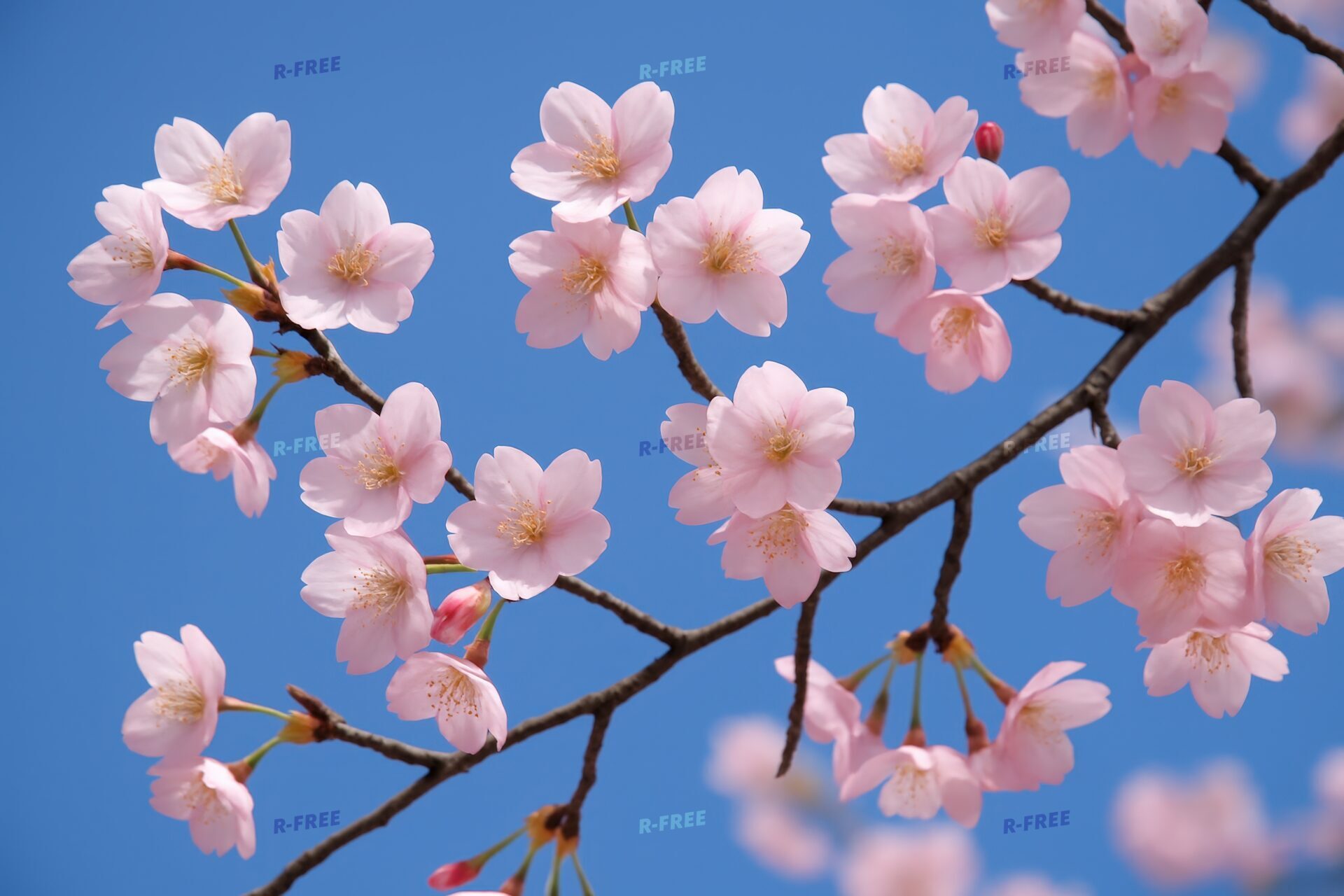 青空に映える満開の桜の枝