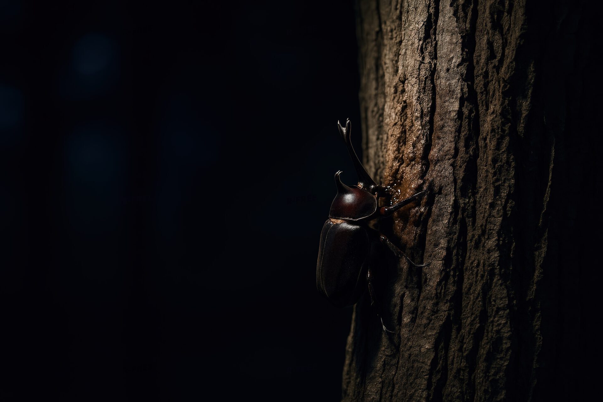 夜の木にとまるカブトムシと樹液