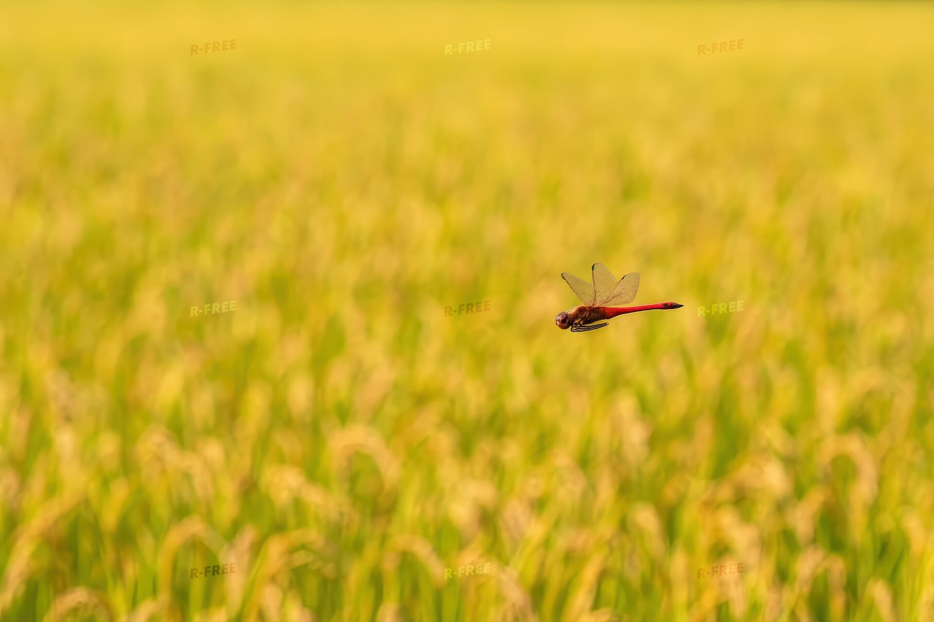 赤とんぼが飛ぶ稲穂の上の風景