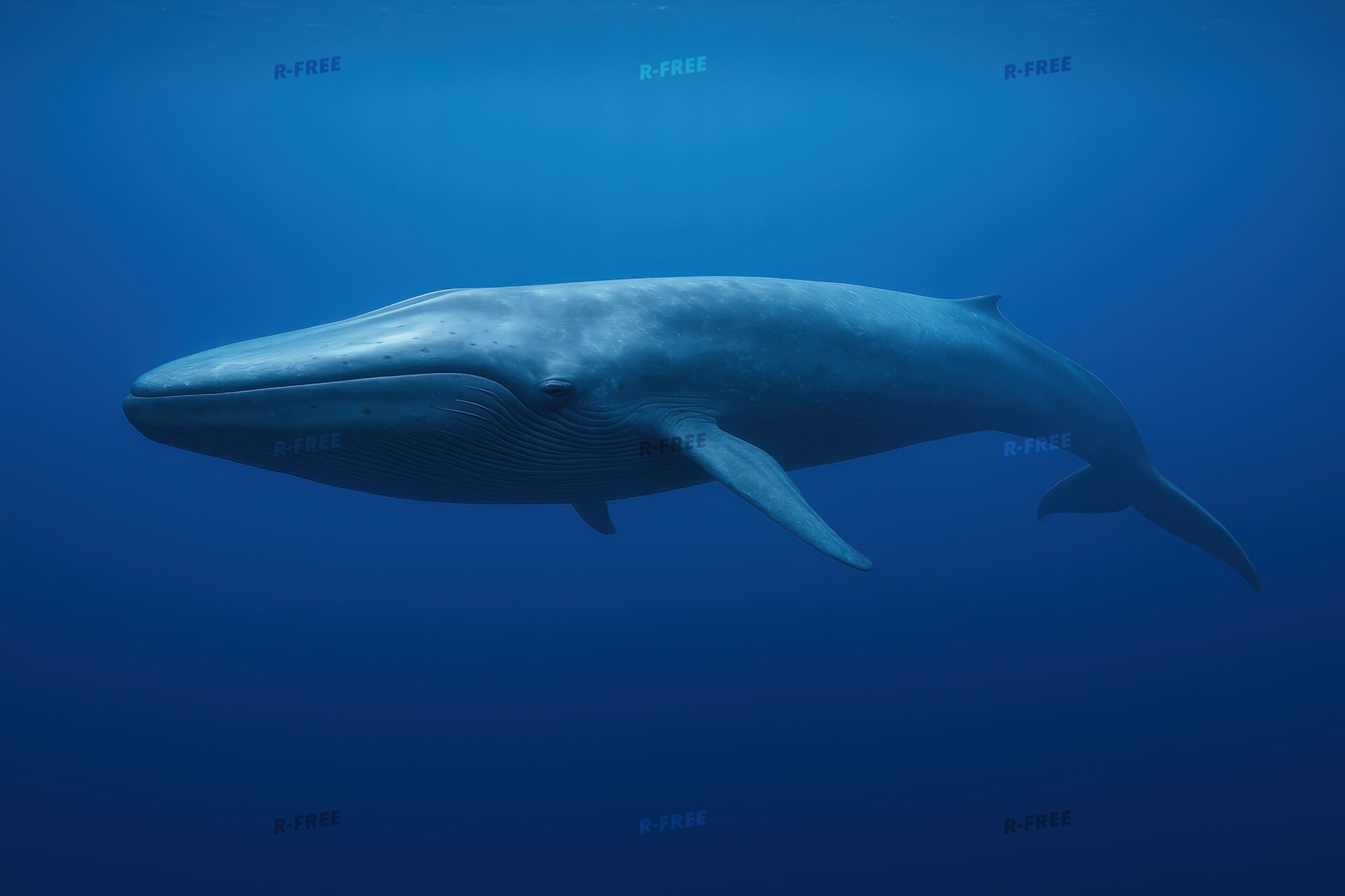 海中を泳ぐシロナガスクジラ
