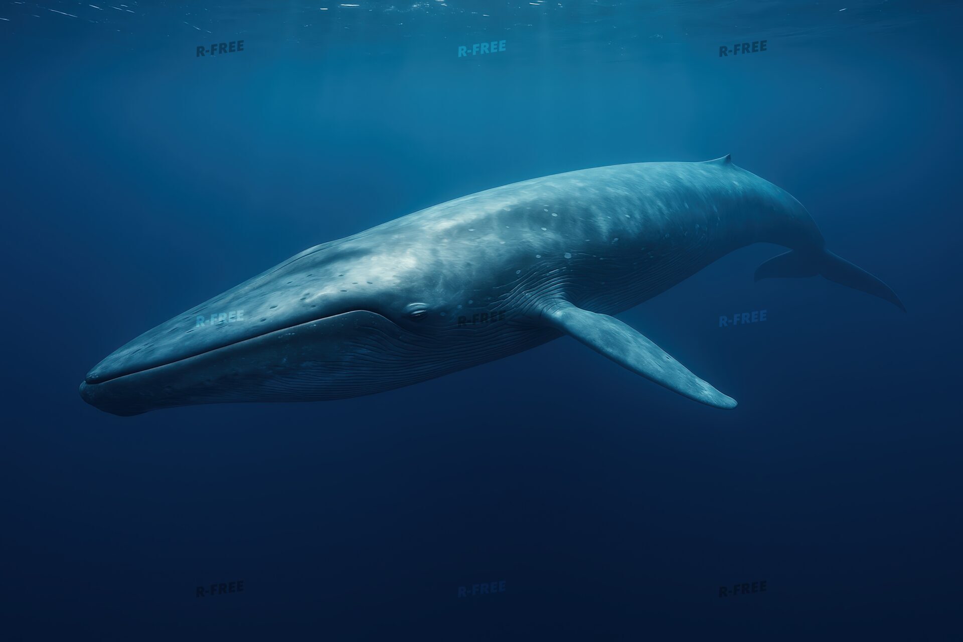 光の差す海中を進むシロナガスクジラ