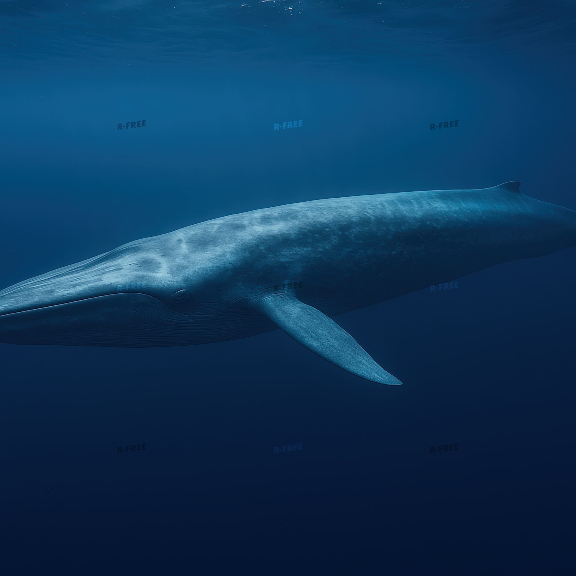 深い海を泳ぐシロナガスクジラ