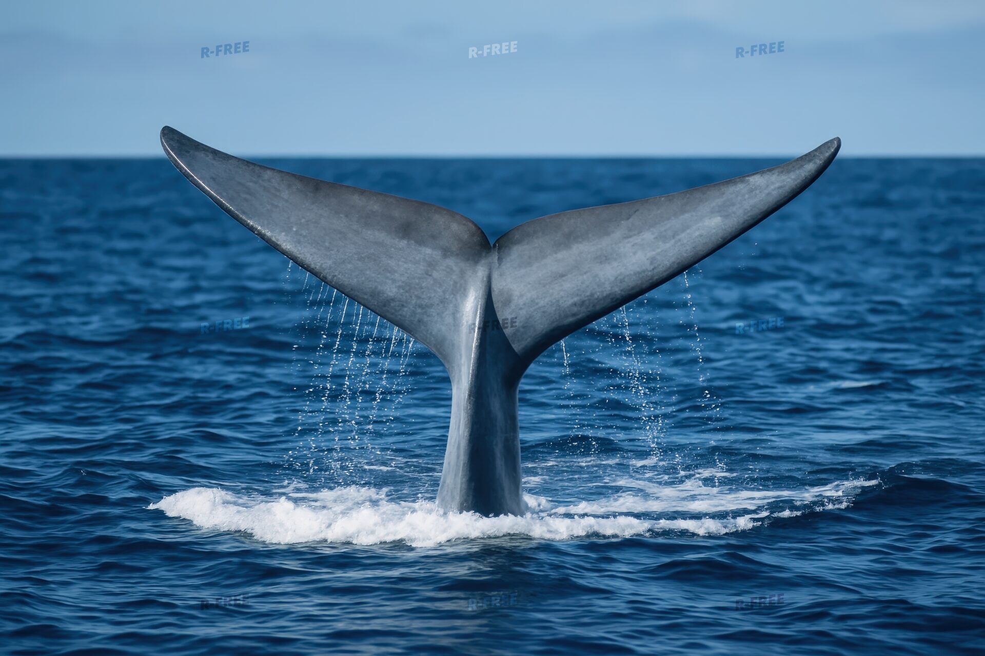 水しぶきを上げるクジラの尾びれ