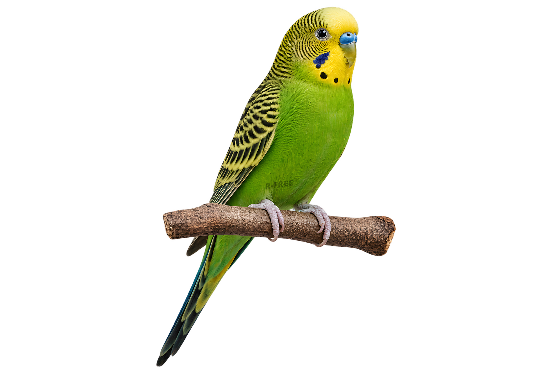 枝にとまる黄緑のセキセイインコ（背景透過）