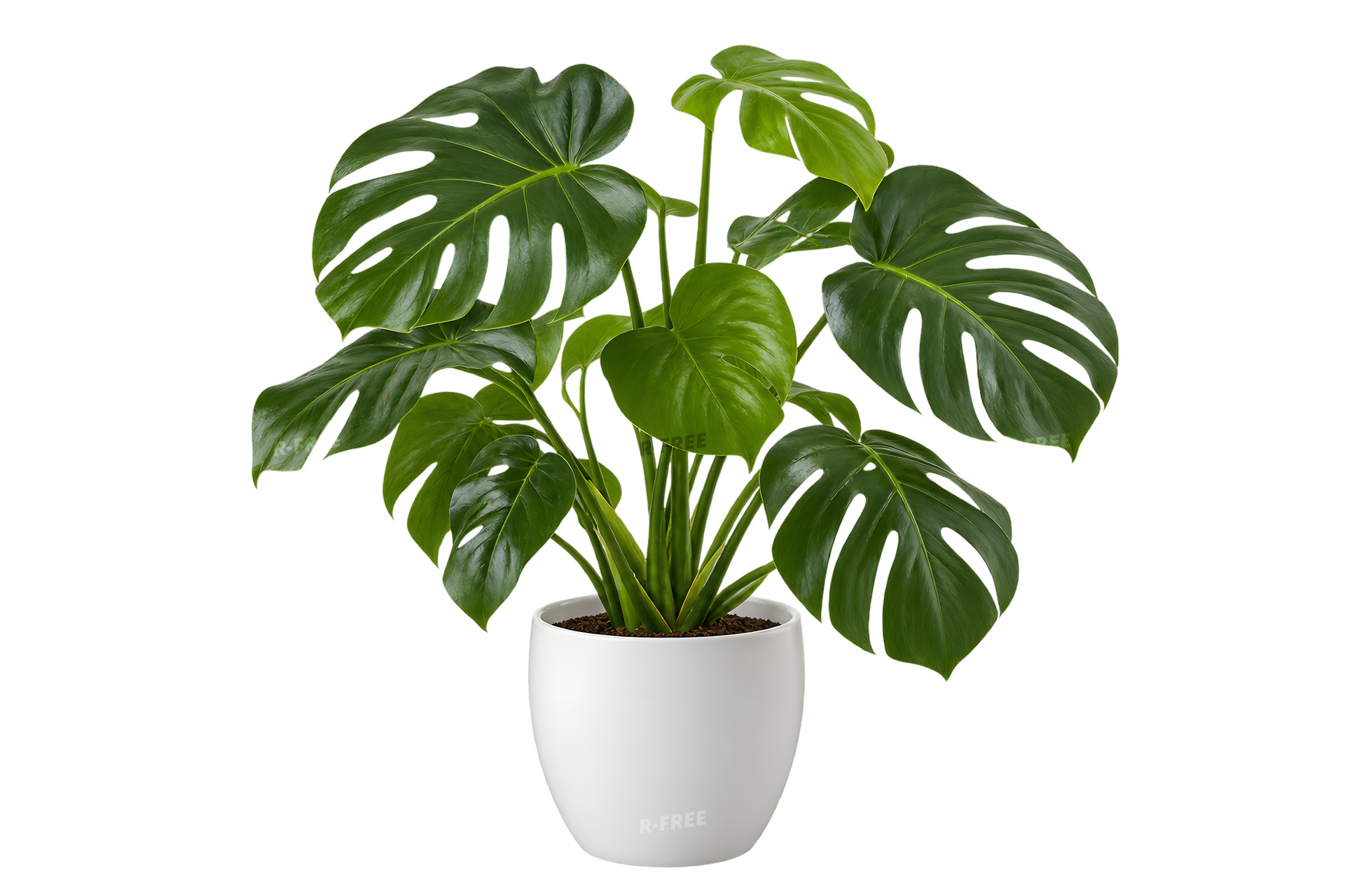 白い鉢に植えたモンステラ（背景透過）