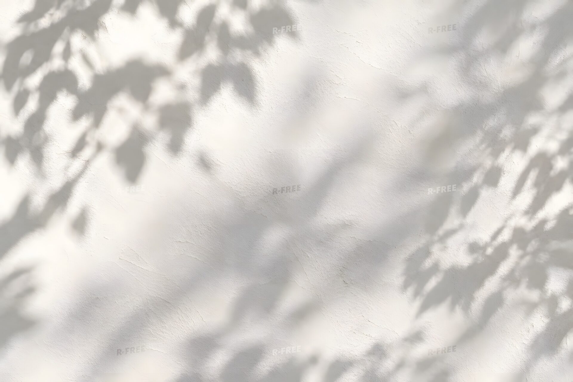 葉の影が落ちる白い壁
