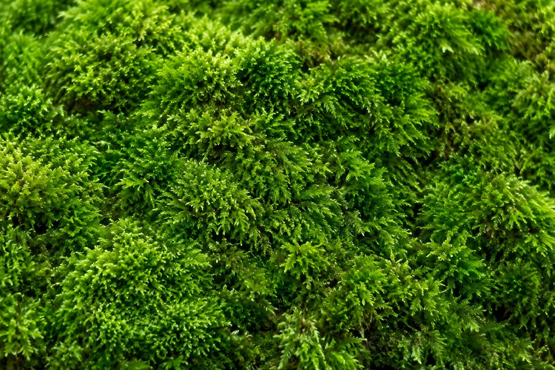 ふかふかの苔のじゅうたん