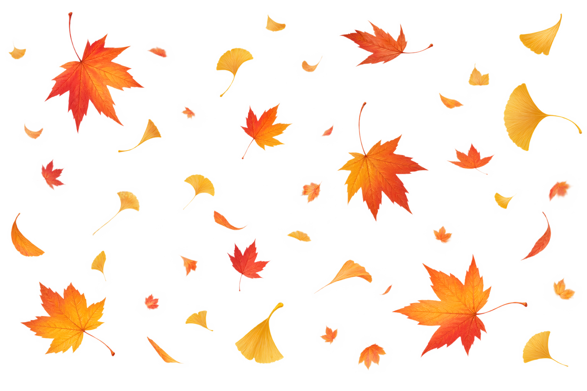 舞い散る紅葉といちょう（背景透過）