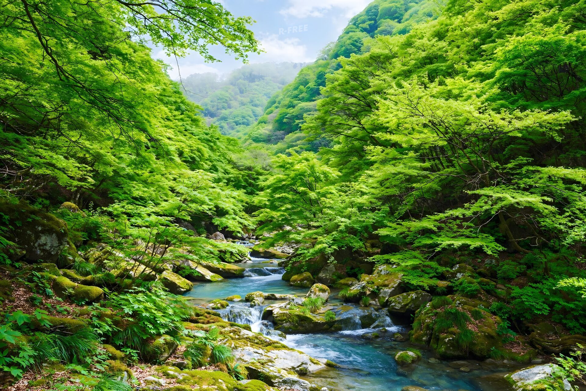新緑の渓谷を流れる清流