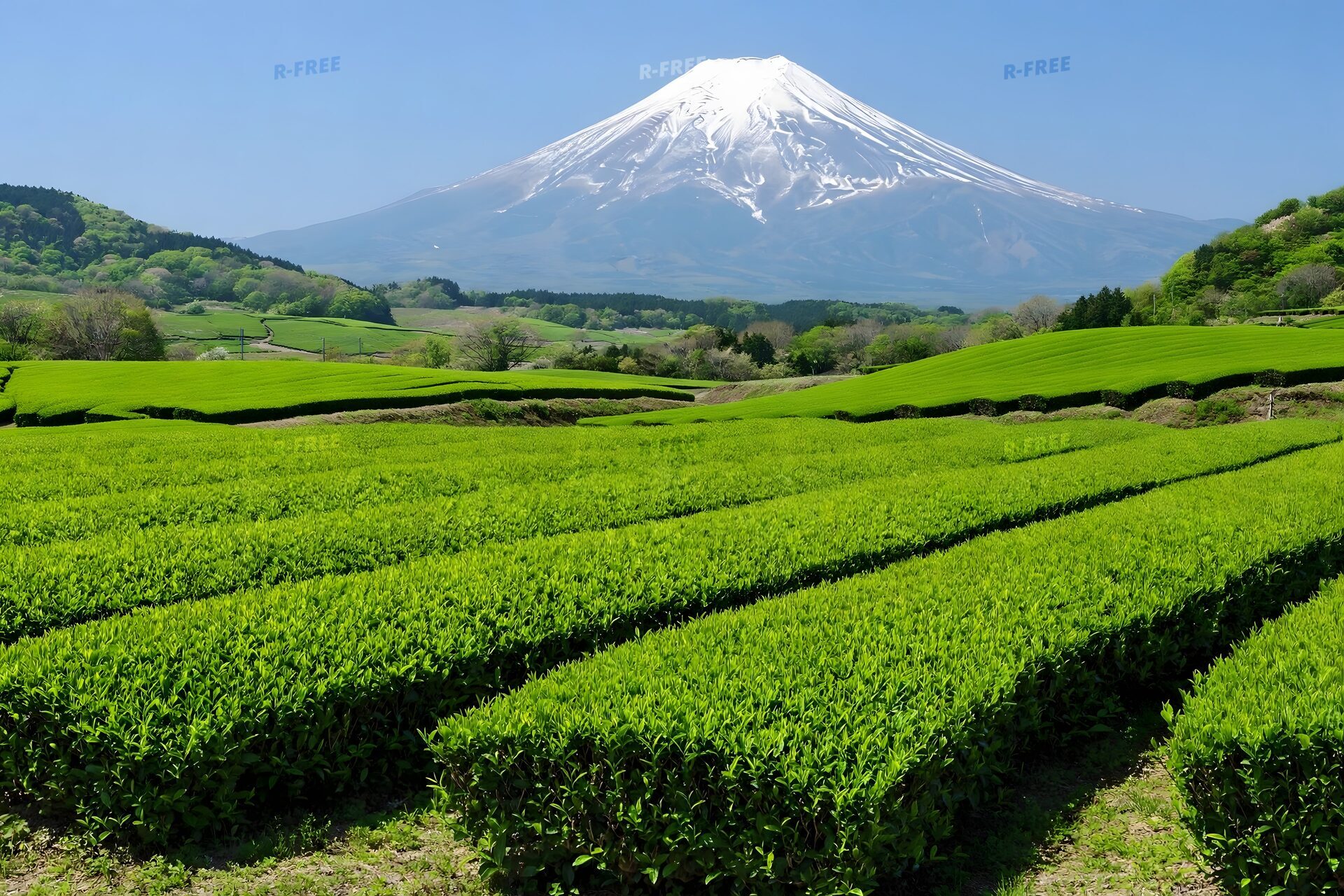 茶畑の向こうにそびえる富士山