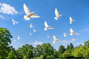 青空に飛び立つ白い鳩の群れ