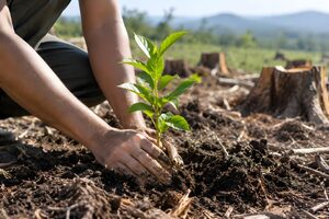 伐採跡に苗木を植える手元