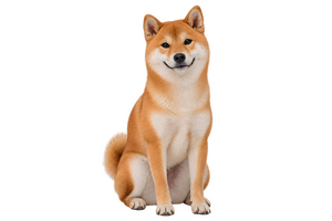 おすわりして正面を向く柴犬（背景透過）