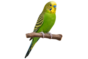 枝にとまる黄緑のセキセイインコ（背景透過）