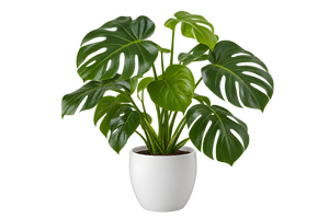 白い鉢に植えたモンステラ（背景透過）